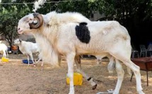 Eid El kabir ou Tabaski : Les conditions d'éligibilité d'un mouton de Tabaski