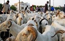 TABASKI – Le nombre de moutons invendus culmine à plus de 35 000 têtes