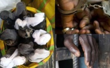 Arrestation d'un suspect prévoyant des actes subversifs à Tivaouane : C.T.Gaye en garde à vue Arrestation d'un suspect prévoyant des actes subversifs à Tivaouane : C.T.Gaye en garde à vue