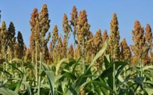 Sénégal: Une stratégie de souveraineté alimentaire en vue