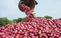 Hausse du prix de l'oignon au Sénégal: Le directeur du Commerce intérieur annonce une baisse