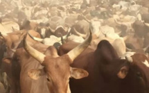 Magal Touba 2023: 272 bœufs volés par des bandits après une attaque armée