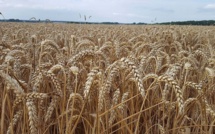 Les prix du blé chutent en raison d’une récolte exceptionnelle en Russie Les prix du blé chutent en raison d’une récolte exceptionnelle en Russie