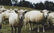 Ces moutons dévorent 300 kg de cannabis et se mettent à sauter "plus haut que les chèvres"
