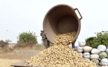 Thiès: Amadou Ba annonce du début de la campagne de commercialisation de l'arachide