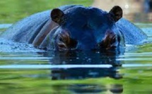 Un hippopotame se met en colère contre des photographes en safari et attaque leur voiture