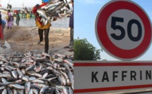 Pénurie de poisson et flambée des prix à Kaffrine