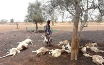 Tragédie à Kanel : Dieynaba Sow se suicide après la perte de son troupeau dans un puits