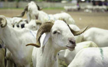 Aide humanitaire de l'Arabie saoudite : 10 000 carcasses de moutons offertes au Sénégal