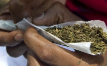 Saisie de dix kilogrammes de chanvre indien : Un homme de 85 ans arrêté à Sédhiou Saisie de dix kilogrammes de chanvre indien : Un homme de 85 ans arrêté à Sédhiou