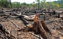 Combat contre le Trafic de Bois à la Frontière Sénégal-Gambie