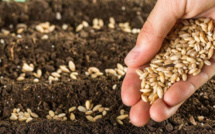 Tarifs des semences pour la nouvelle campagne agricole