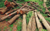 Arrestation de Cinq Suspects pour Occupation Illégale de la Forêt de Niamone