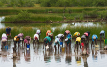 Thiobon : Une vaste opération de restauration de la mangrove de plus de 28 hectares lancée Thiobon : Une vaste opération de restauration de la mangrove de plus de 28 hectares lancée