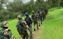 Opération militaire à Bignona : 50 hectares de champs de chanvre indien détruits dans le Nord-Sindian Opération militaire à Bignona : 50 hectares de champs de chanvre indien détruits dans le Nord-Sindian