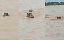 Alerte à Badi : des mouvements d’hippopotames signalés hors du fleuve Gambie Alerte à Badi : des mouvements d’hippopotames signalés hors du fleuve Gambie