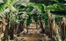 Inondations à Gouloumbou : 26 hectares de bananeraies détruits par la crue du fleuve Gambie Inondations à Gouloumbou : 26 hectares de bananeraies détruits par la crue du fleuve Gambie