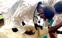Les vétérinaires alertent sur les dangers de l'exercice illégal de la profession au Sénégal Les vétérinaires alertent sur les dangers de l'exercice illégal de la profession au Sénégal
