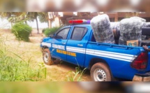 Saisie de 240 kg de chanvre indien au large de Nianing par la gendarmerie Saisie de 240 kg de chanvre indien au large de Nianing par la gendarmerie