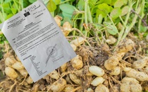 Suspension immédiate des exportations de graines d’arachide au Sénégal Suspension immédiate des exportations de graines d’arachide au Sénégal