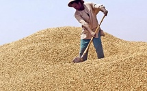 La SONACOS vise 300.000 tonnes d’arachide pour la campagne 2024-2025 La SONACOS vise 300.000 tonnes d’arachide pour la campagne 2024-2025