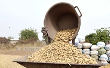 Campagne Arachidière à Ziguinchor : Un Départ Timide Faute de Financements Campagne Arachidière à Ziguinchor : Un Départ Timide Faute de Financements