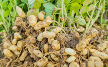 Saisie de Plus de 23 Tonnes d’Arachides Vendues en Dessous du Prix Plancher à Tivaouane Saisie de Plus de 23 Tonnes d’Arachides Vendues en Dessous du Prix Plancher à Tivaouane