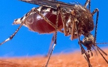 Bill Gates transforme les moustiques en "seringues volantes", mais qui contrôle ce qu’ils injectent?