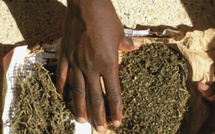 Saisie de 82,5 kg de drogue et arrestation de cinq individus à Dakar