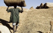 Campagne 2024-2025 : la Commercialisation de l’arachide au point mort