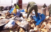 Saisie de 5 kg de chanvre indien à Ziguinchor : cinq individus interpellés