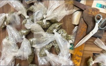 Forêt de Mbao : Six individus arrêtés en possession de chanvre indien Forêt de Mbao : Six individus arrêtés en possession de chanvre indien