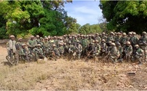 L’Armée détruit plusieurs hectares de champs de chanvre indien à Kolda