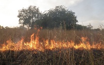 Feux de brousse à Saraya : 657 hectares ravagés en trois mois