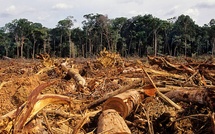 Déforestation au Sénégal : Plus de 339 000 Hectares de Forêts Perdus en 18 Ans