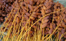 L’Arabie Saoudite offre 50 tonnes de dattes au Sénégal pour le Ramadan 2025 L’Arabie Saoudite offre 50 tonnes de dattes au Sénégal pour le Ramadan 2025