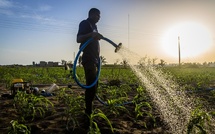 Clôture des entretiens pour 250 emplois agricoles en Espagne