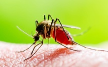 Paludisme en Afrique : La recherche en génomique, un atout pour l’élimination de la maladie