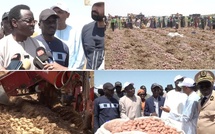 Sénégal : Swami Agri vise 105 000 tonnes de pommes de terre pour renforcer l’autonomie alimentaire
