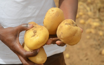 Agriculture: Vers un record de production de pomme de terre en 2025 au Sénégal