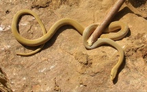 Bakel : Deux frères succombent à des morsures de serpent malgré un traitement traditionnel