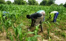Engrais à 1 000 FCFA le sac : l’État du Sénégal lance une subvention record pour la campagne agricole 2025/2026