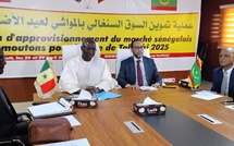 Tabaski 2025 : le Sénégal prévoit d’importer 250 000 moutons… Tabaski 2025 : le Sénégal prévoit d’importer 250 000 moutons…