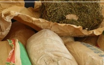 Saisie de six kilos de chanvre indien à Ziguinchor : quatre arrestations en deux jours