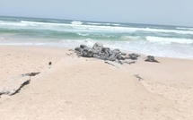 Guédiawaye : Noyade mortelle à la plage de Malibu, une élève toujours portée disparue Guédiawaye : Noyade mortelle à la plage de Malibu, une élève toujours portée disparue