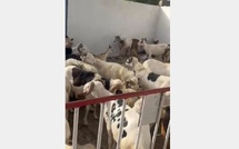 9 bœufs, 23 chèvres, 13 béliers : comment la police a démantelé une bande de voleurs à Saint-Louis… 9 bœufs, 23 chèvres, 13 béliers : comment la police a démantelé une bande de voleurs à Saint-Louis…