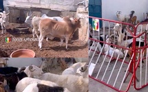 Saint-Louis : Démantèlement d’un réseau de vol de bétail – Huit arrestations et importante saisie Saint-Louis : Démantèlement d’un réseau de vol de bétail – Huit arrestations et importante saisie