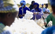 Relance de la filière coton : le Sénégal vise 25 000 tonnes en 2025 et 100 000 tonnes d'ici 2029