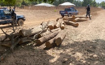 Trafic de bois : la Gendarmerie frappe fort à Darou Salam pour enrayer la déforestation