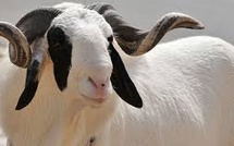 Tabaski 2025 : Mbacké prévoit la nécessité de 35 000 moutons Tabaski 2025 : Mbacké prévoit la nécessité de 35 000 moutons
